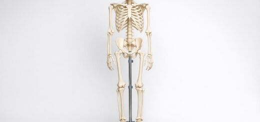 Modele anatomiczne w nauce fizjoterapii: praktyczny przewodnik dla studentów i wykładowców