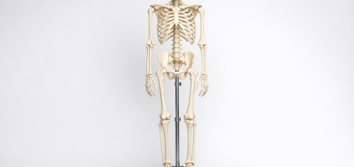 Modele anatomiczne w nauce fizjoterapii: praktyczny przewodnik dla studentów i wykładowców